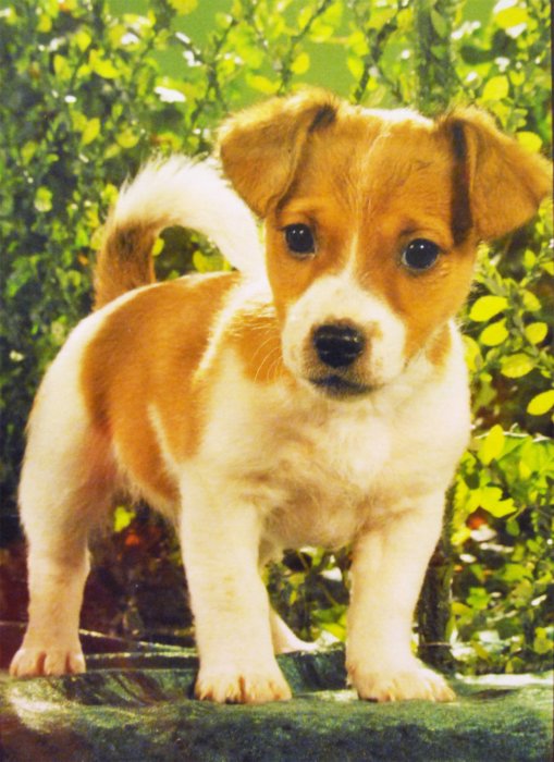 m-jack-russel-terier-stenata-2641